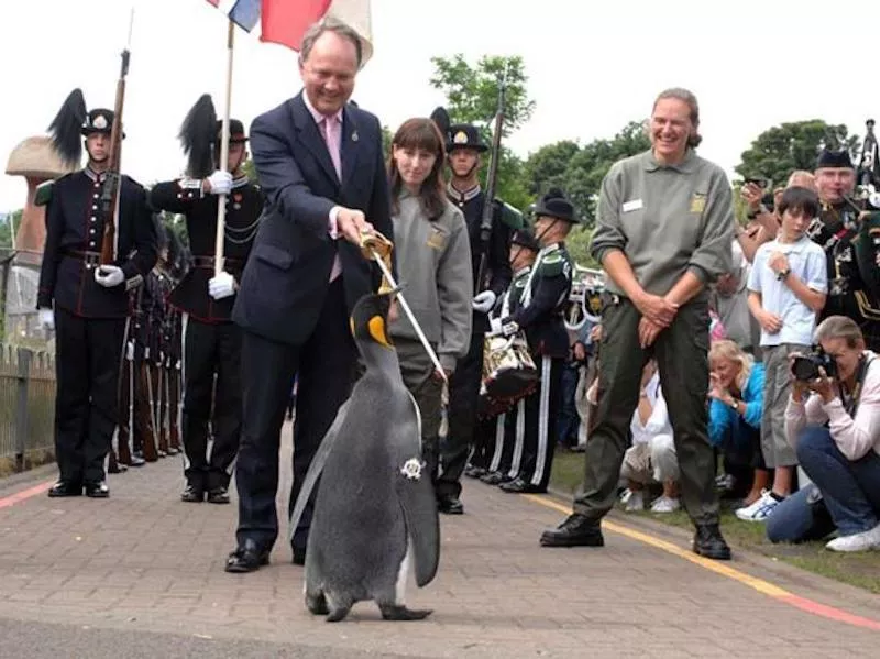 Penguin