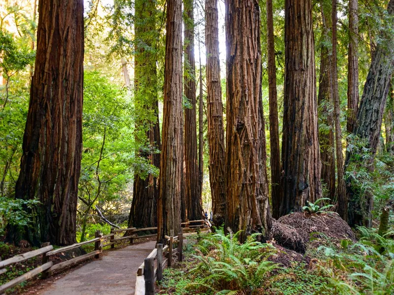 Muir Woods National Monument