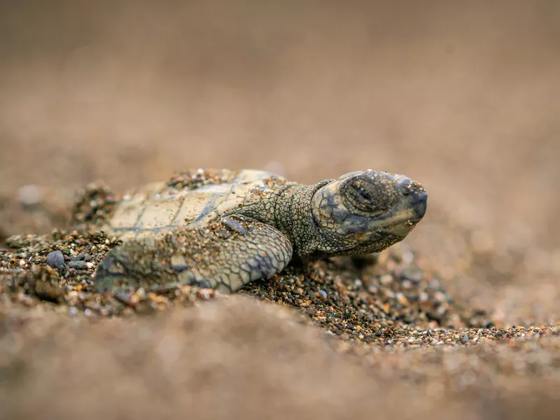 Olive Ridley Turtle in Costa Rica