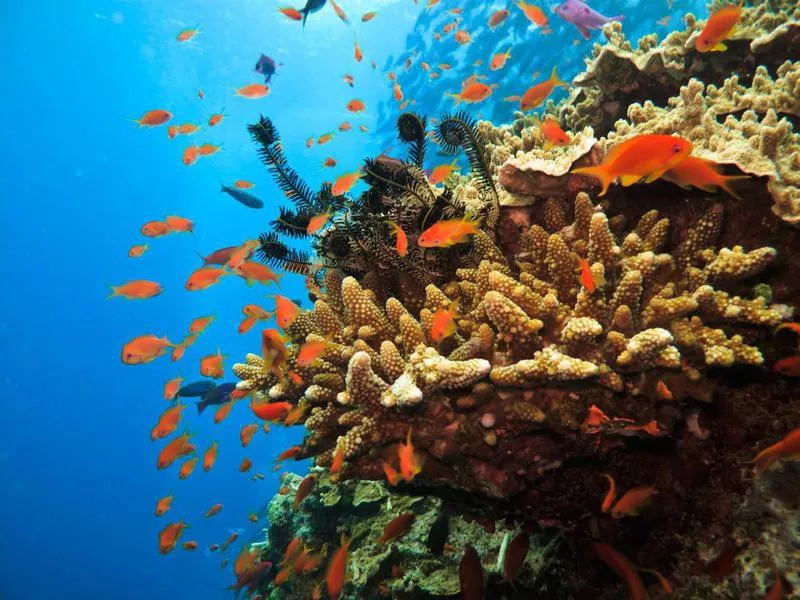 Coral colony and soldier fish on Great Barrier Reef Australia