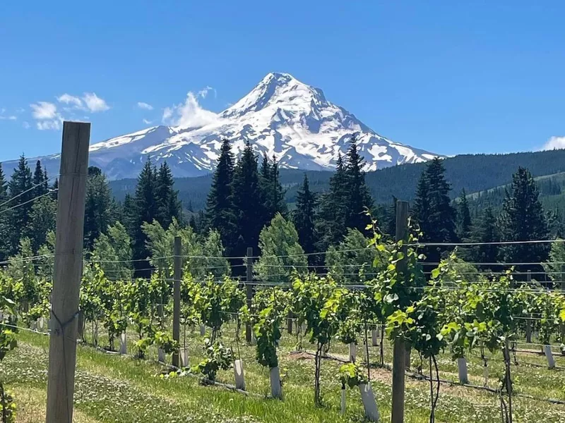 Mt. View Orchards with views of Mt. Hood