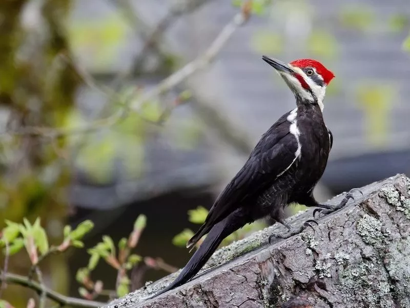 Pileated Woodpecker