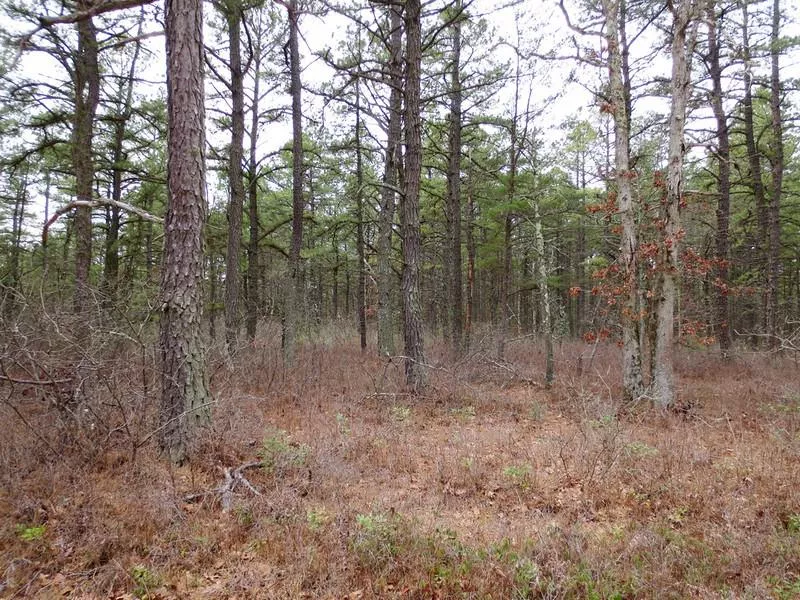 Pine Barrens, New Jersey