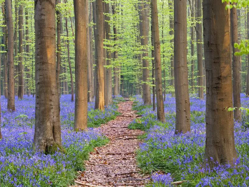 Hallerbos Forest