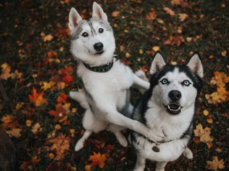 Siberian Husky