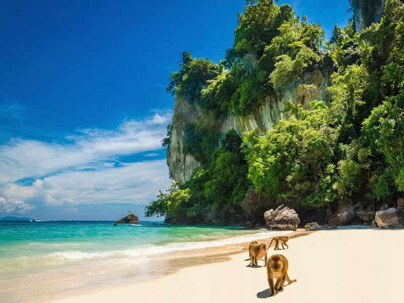 Monkey Beach