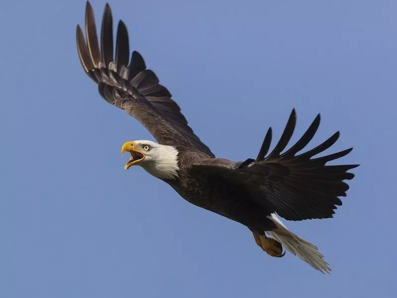 Bald Eagles