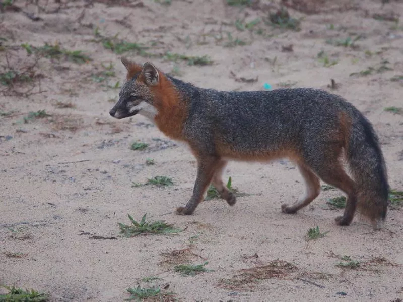 Wild fox in Virginia Beach