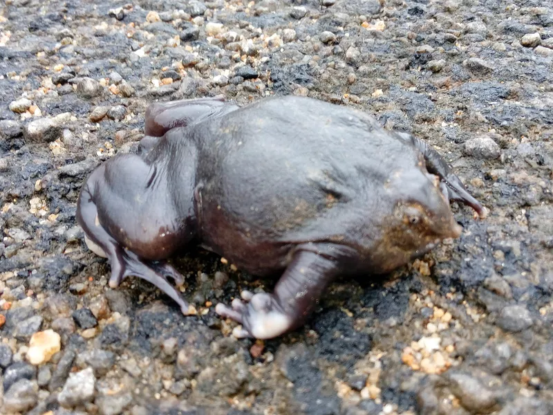 Indian Purple Frog on rocks