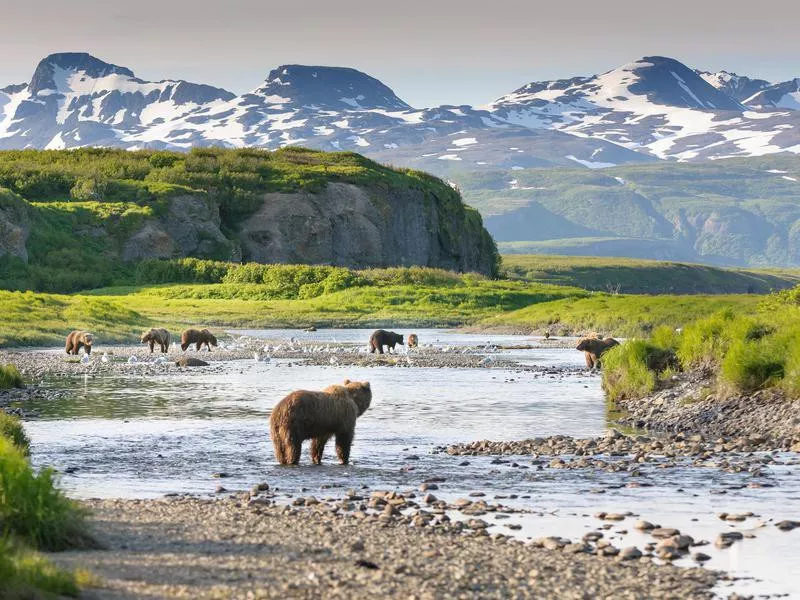 Bears in Katmai National Park