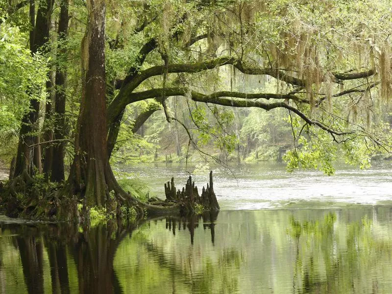 The Everglades trees