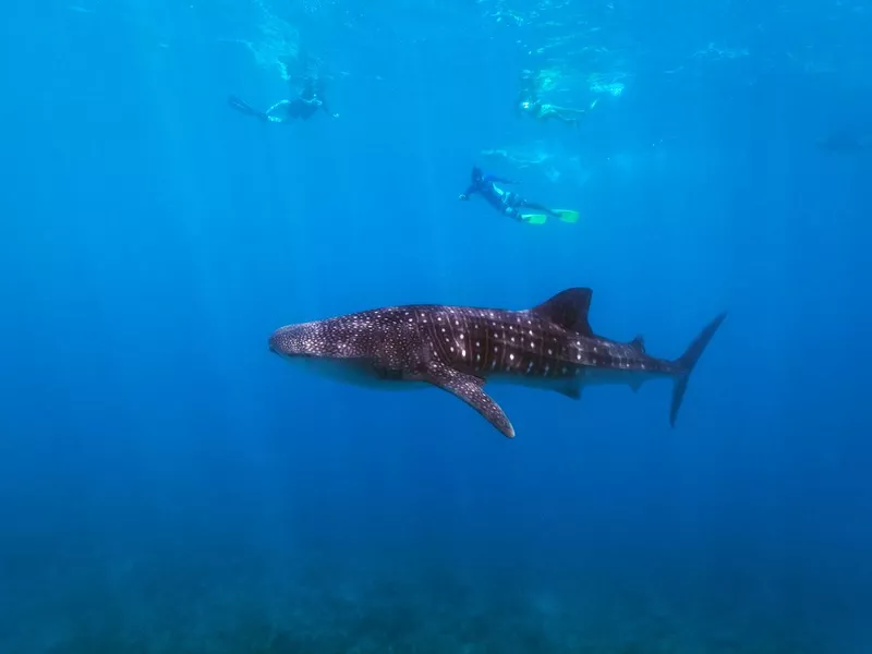 Snorkeling with a whale shark