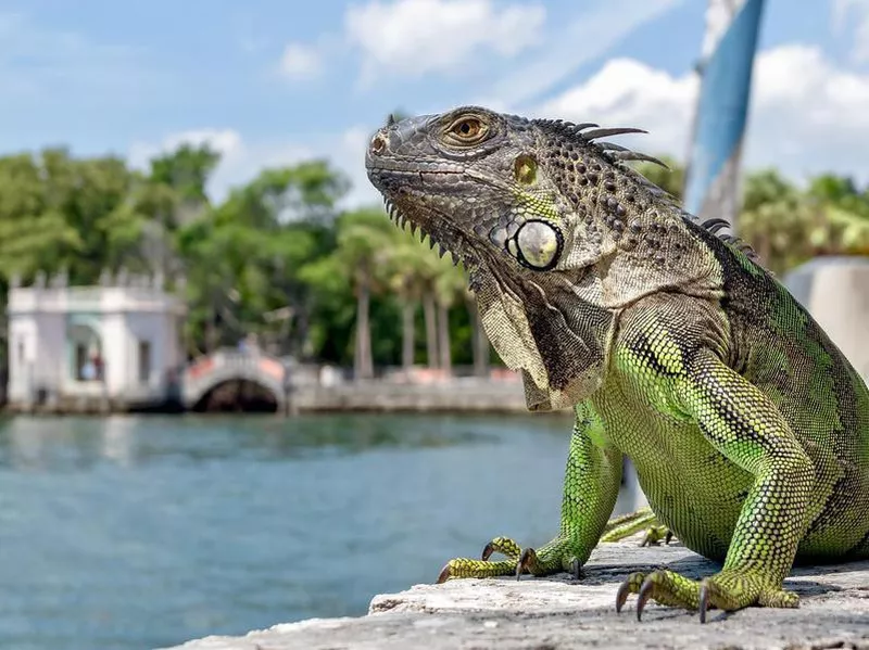 Green iguana in Florida