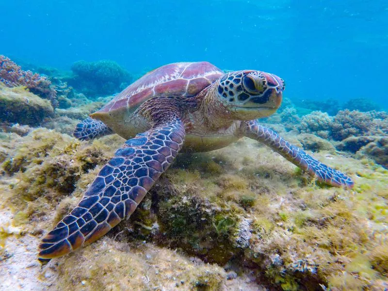 Apo Island