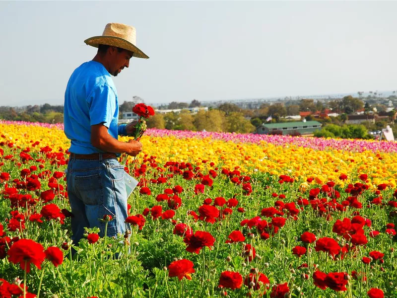 Working Amongst the Flower Fields