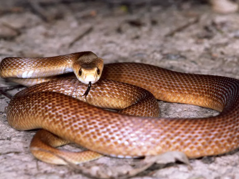 Coastal Taipan