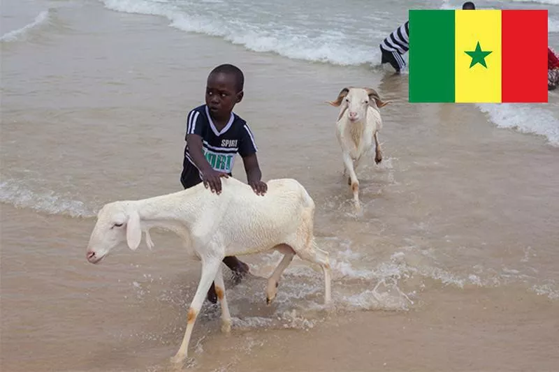 Sheep bathing in Senegal