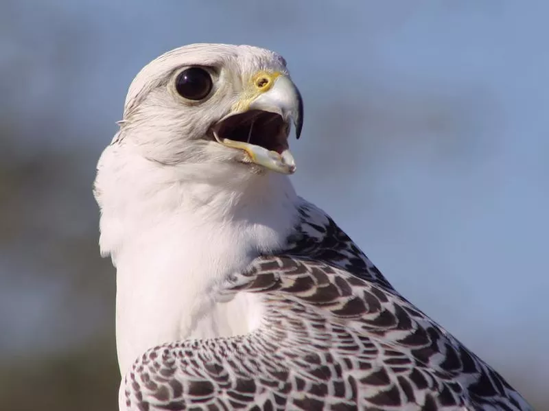 gyrfalcon