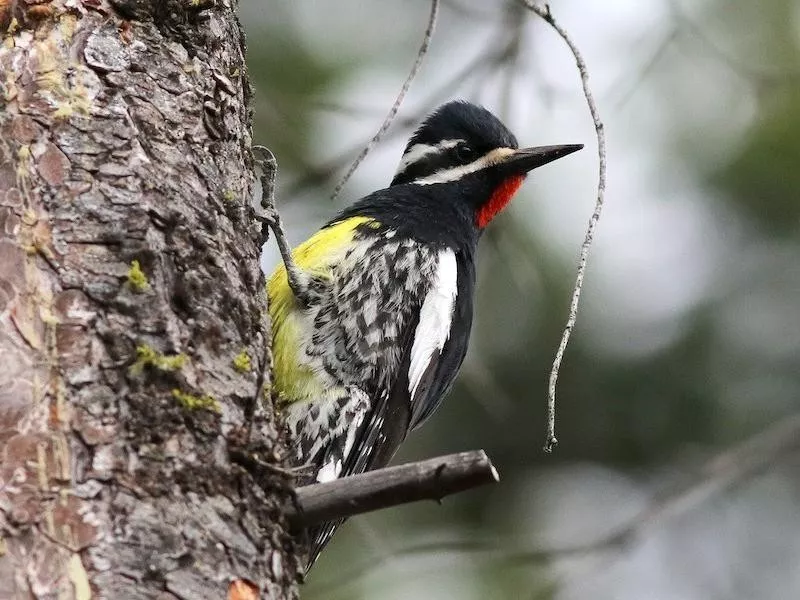 Williamson's Sapsucker