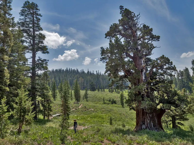 Bennett juniper tree in California