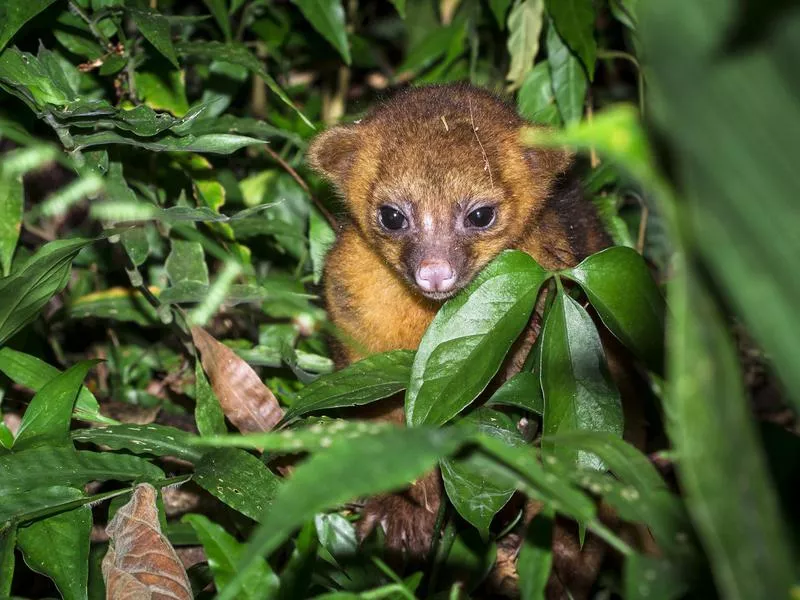 Kinkajou