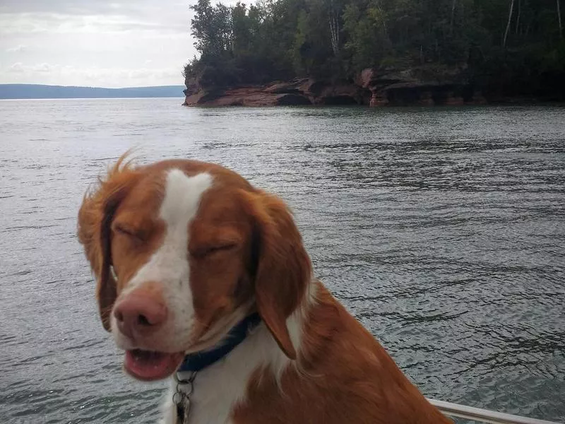 Dog visiting Madeline Island