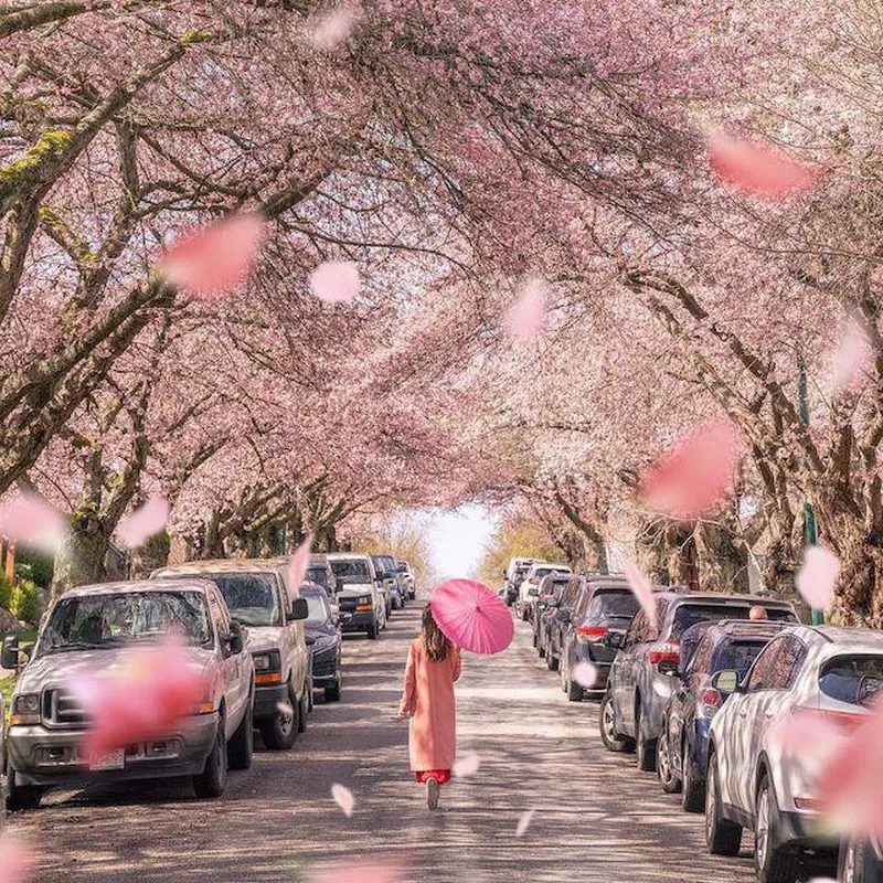 Cherry blossoms in Vancouver