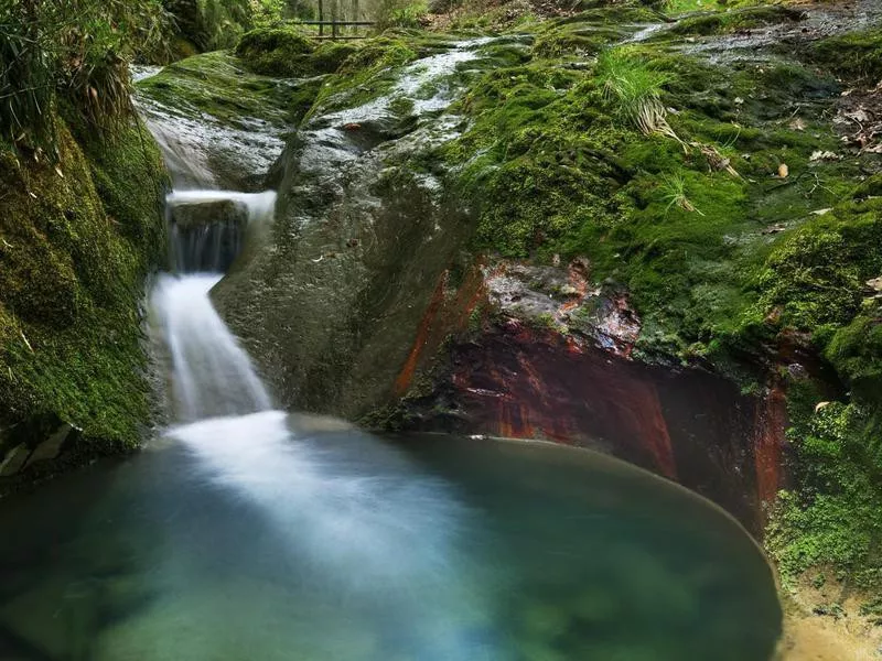 Forest of Ardennes