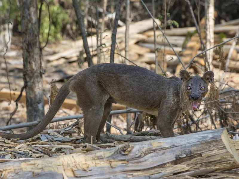 Fossa