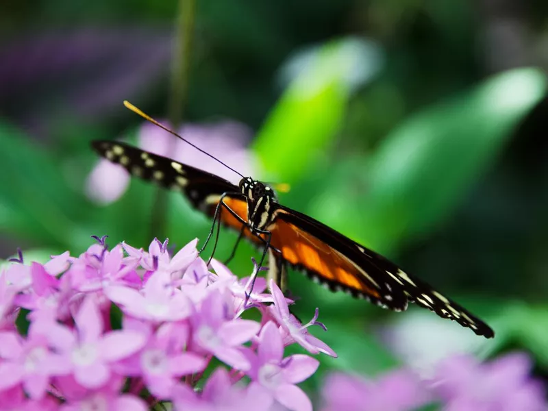 Tiger Longwing Butterfly at the butterfly conservatory, Key West