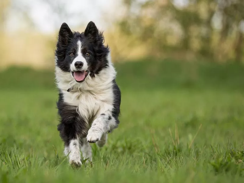 Border Collie