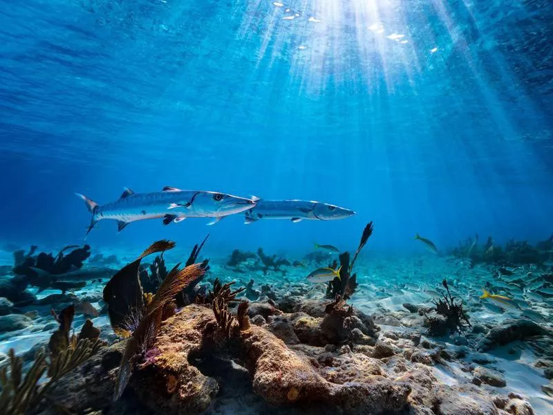 Florida Keys coral reef