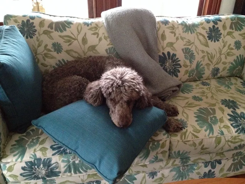 Dog sleeping on vintage couch at 434 on Main