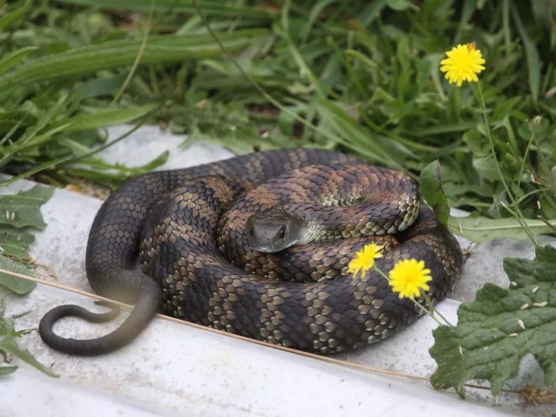 Tiger snake