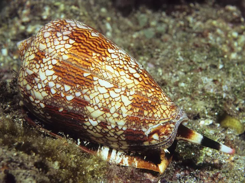 Cone snail