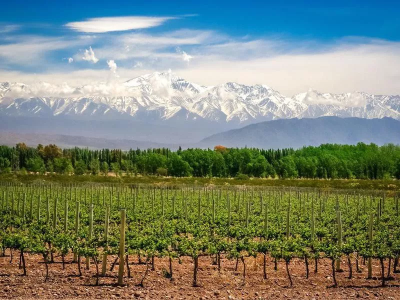 Vineyard in Mendoza, Argentina