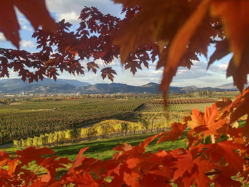 Kelowna with fall leaves