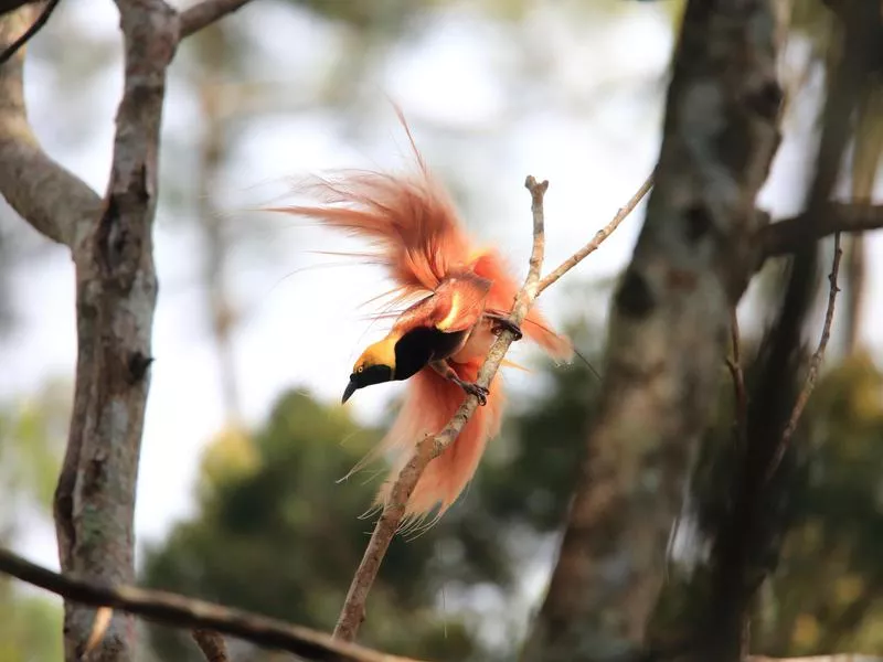 Raggiana Bird-of-Paradise