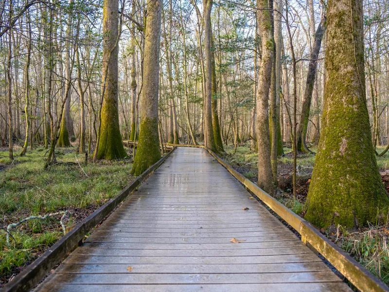 The Marsh at Congaree National Park