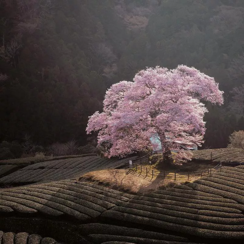 Cherry blossom in Shizuoka, Japan