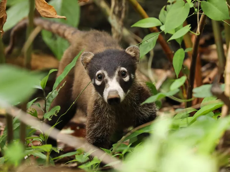 Coatimundi walking