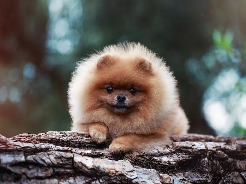 Pomeranian