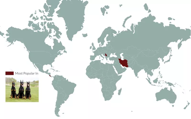 Doberman popularity map