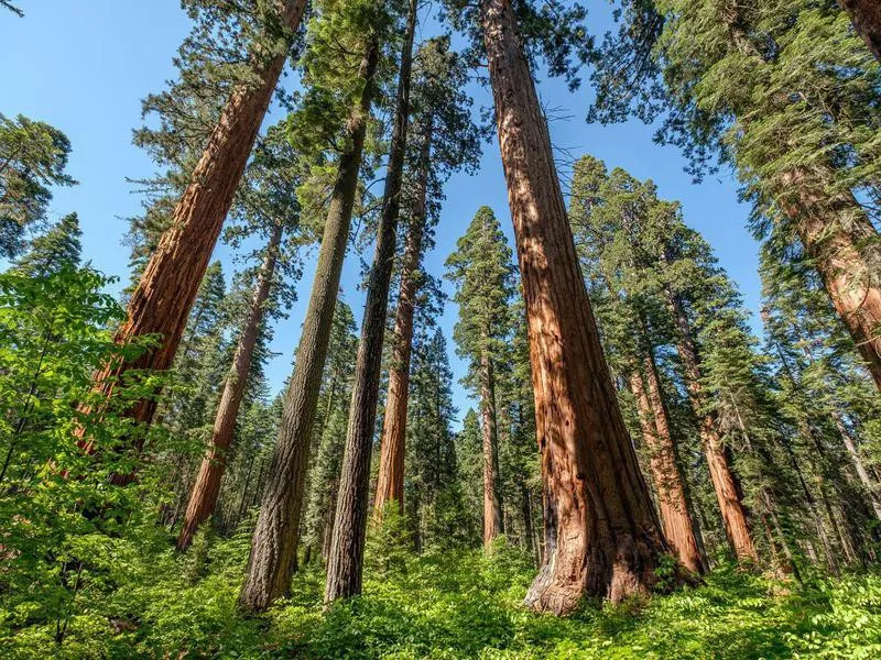 Sequoia tree in Calaveras Big Trees State Park