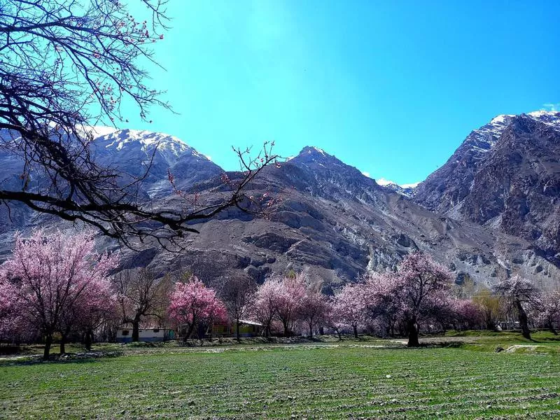 Apricot Valley