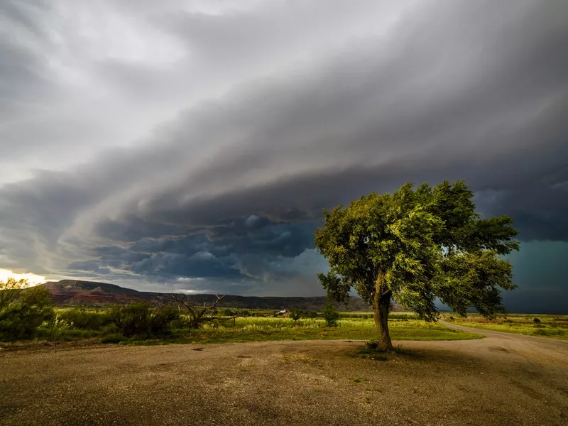 Tree Versus Storm