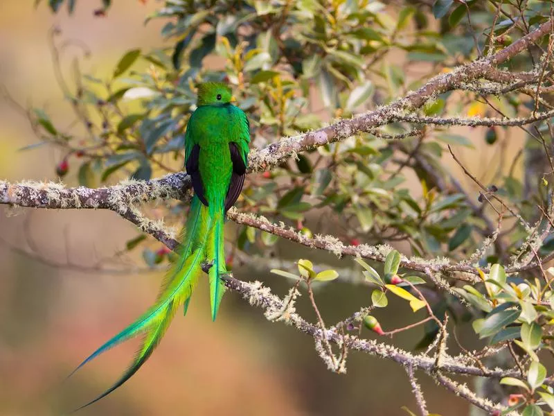 Resplendent Quetzal