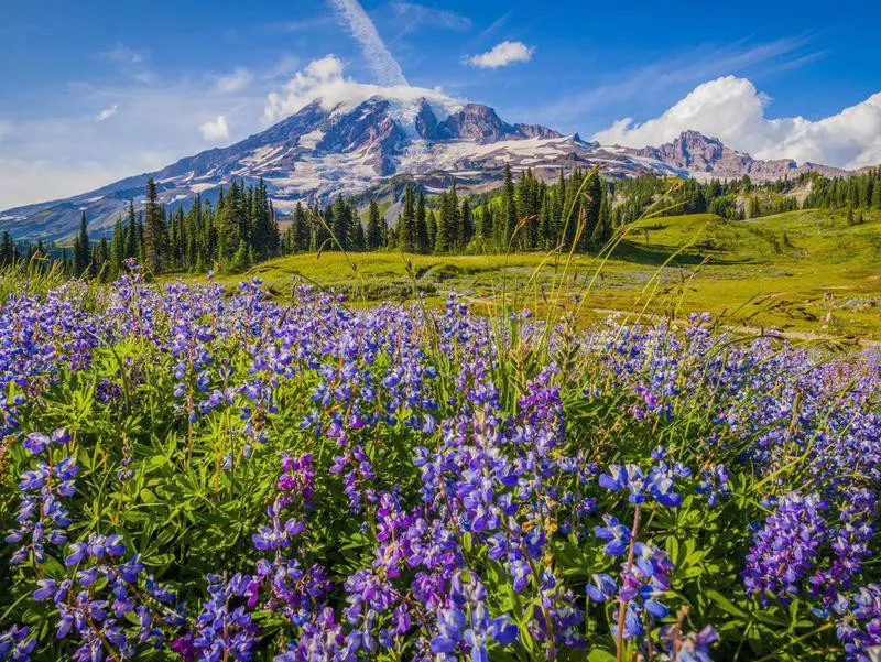 Mount Rainier National Park, Washington