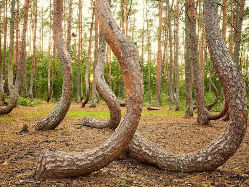 Poland's Crooked Forest