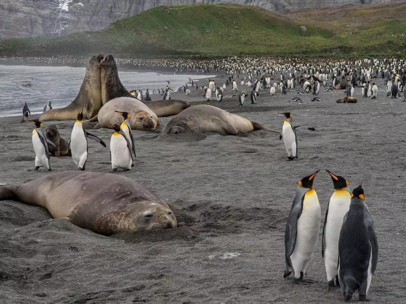 South Georgia Island